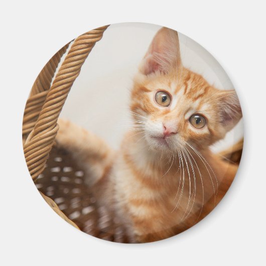 Orange Tabby Kitten Magnet (Vorne)
