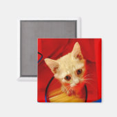 Orange Tabby Kitten Magnet (Vorderseite/Rückseite)