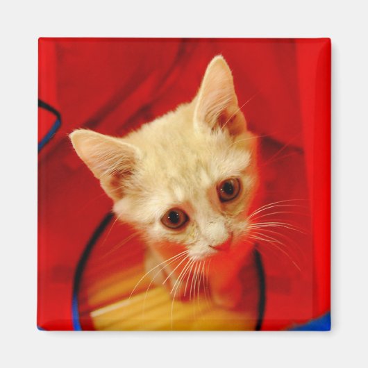 Orange Tabby Kitten Magnet (Vorne)