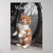 Orange Tabby Kitten Poster (Vorne)