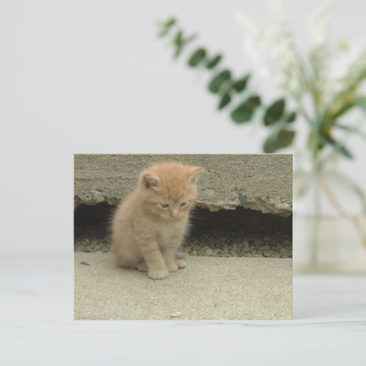 Orange Tabby Kitten Postkarte (Stehend Vorderseite)
