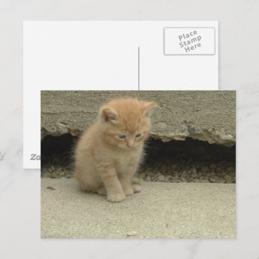Orange Tabby Kitten Postkarte (Vorne/Hinten)