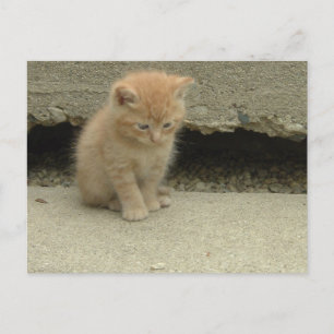 Orange Tabby Kitten Postkarte