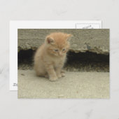 Orange Tabby Kitten Postkarte (Vorne/Hinten)