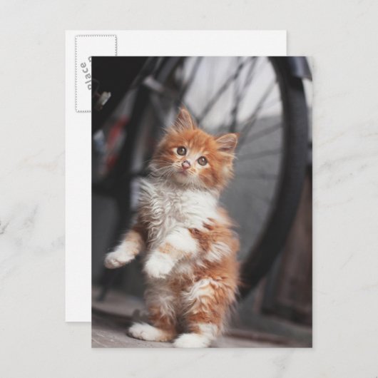 Orange Tabby Kitten Postkarte (Vorne/Hinten)