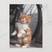 Orange Tabby Kitten Postkarte (Vorderseite)