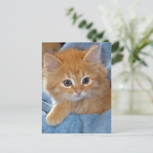 Orange Tabby Kitten Postkarten (Stehend Vorderseite)