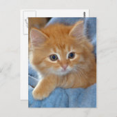Orange Tabby Kitten Postkarten (Vorne/Hinten)