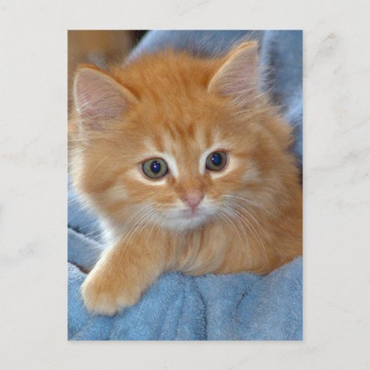 Orange Tabby Kitten Postkarten (Vorderseite)