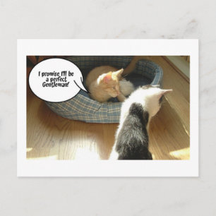 Orange Tabby Kitty Cat Postkarte