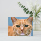 Orange Tabby Kitty Kitten Cat Postkarte (Stehend Vorderseite)