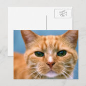 Orange Tabby Kitty Kitten Cat Postkarte (Vorne/Hinten)