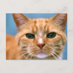 Orange Tabby Kitty Kitten Cat Postkarte