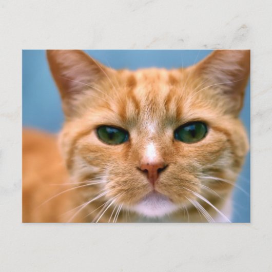 Orange Tabby Kitty Kitten Cat Postkarte (Vorderseite)