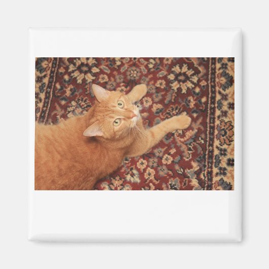 Orange Tabby Magnet (Vorne)