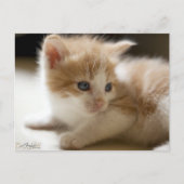 Orange Tabby Postcard Postkarte (Vorderseite)
