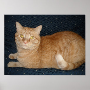 Orange Tabby Poster