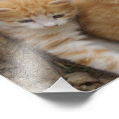 Orange Tabby Siblings Fotodruck (Ecke)
