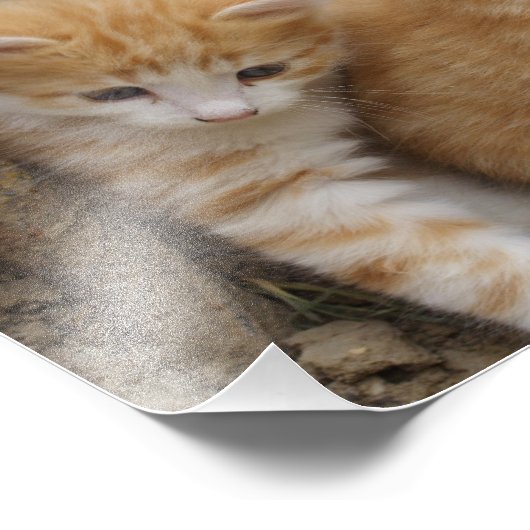 Orange Tabby Siblings Fotodruck (Ecke)