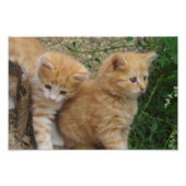 Orange Tabby Siblings Fotodruck (Vorne)