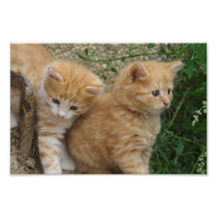 Orange Tabby Siblings Fotodruck