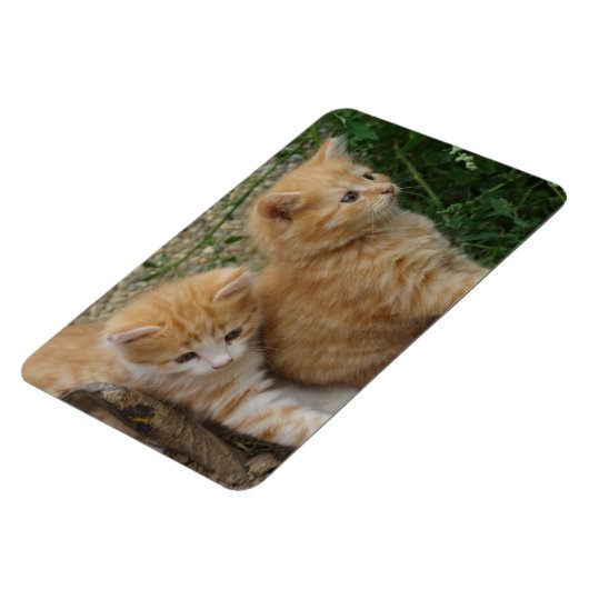 Orange Tabby Siblings Magnet (Linke Seite)
