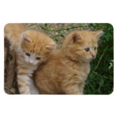 Orange Tabby Siblings Magnet (Horizontal)