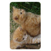 Orange Tabby Siblings Magnet (Vertikal)