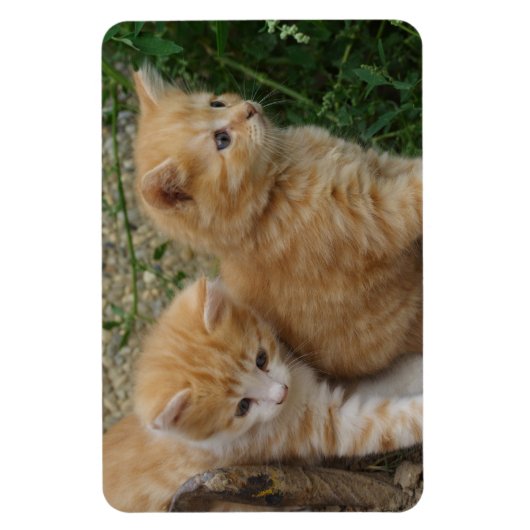 Orange Tabby Siblings Magnet (Vertikal)