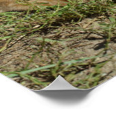 Orange Tabby Siblings Poster (Ecke)