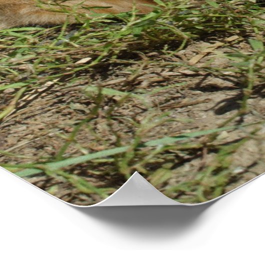 Orange Tabby Siblings Poster (Ecke)