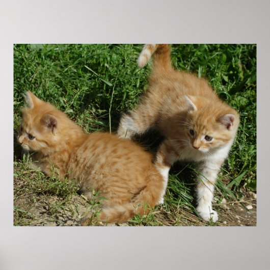 Orange Tabby Siblings Poster (Vorne)