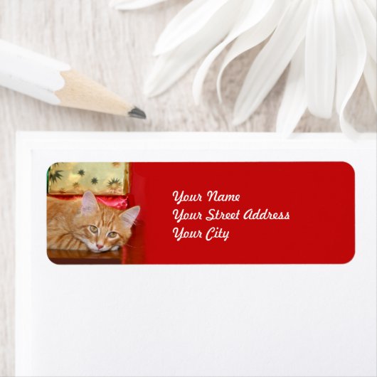 Orange Tabby Weihnachten (Insitu)