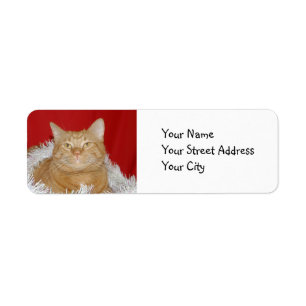Orange Tabby Weihnachten