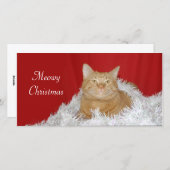 Orange Tabby Weihnachten (Vorne/Hinten)