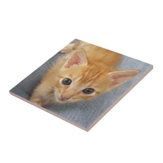 Orange Tabbykätzchen Fliese (Seite)