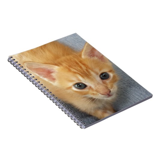 Orange Tabbykätzchen Notizblock (Rechte Seite)