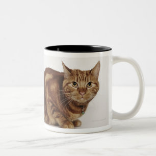 Orange Tabbykatze Zweifarbige Tasse