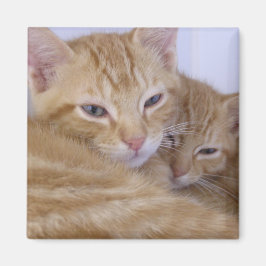 Orange Tabbys Magnet