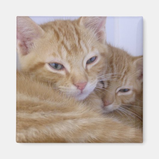 Orange Tabbys Magnet (Vorne)