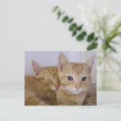 Orange Tabbys Postkarte (Stehend Vorderseite)