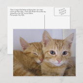 Orange Tabbys Postkarte (Vorne/Hinten)