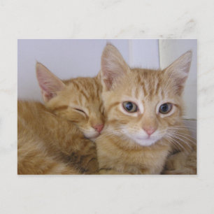 Orange Tabbys Postkarte