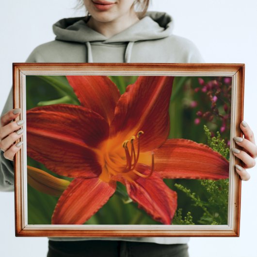Orange Taglilie Bloom Floral Poster