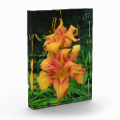 Orange Taglilie Blooms Fotoblock (Links)