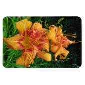 Orange Taglilie Blooms Magnet (Horizontal)