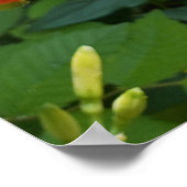 Orange Taglilie Blume Foto Print Poster (Ecke)