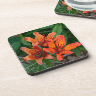 Orange Taglilien Kanadische Blumenfotografie Getränkeuntersetzer
