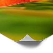 Orange Taglilien Poster Paper (Matte) (Ecke)