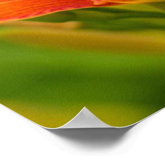 Orange Taglilien Poster Paper (Matte) (Ecke)